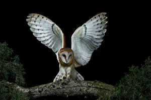 Mario Cea: Barn Owl in flight at night about to land