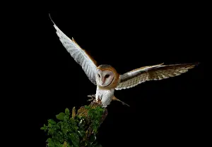 Mario Cea: Barn Owl in flight at night about to land