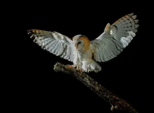 Mario Cea: Barn Owl in flight at night about to land