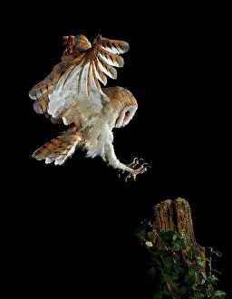 Mario Cea: Barn Owl in flight at night about to land