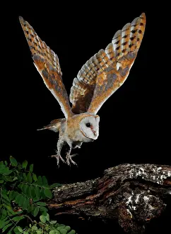 Mario Cea: Barn Owl in flight at night about to land