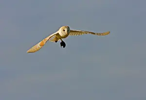Voles: Barn Owl - In flight with short-tailed field vole