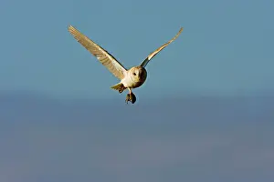 Voles: Barn Owl - In flight with short-tailed field vole