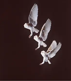 Lapse: BARN OWL - in flight, time lapse photography