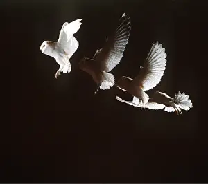 Lapse: BARN OWL - in flight, time lapse photography