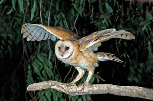 Tytonidae: Barn Owl about to fly