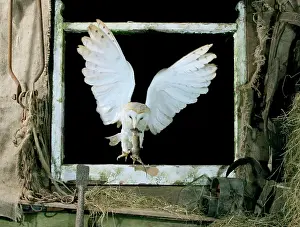 Bred: Barn Owl - Flying through open window, captive