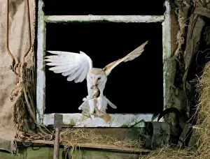 Bred: Barn Owl - Flying through open window, captive