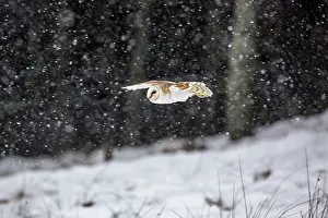 290421: Barn Owl - Flying in Snow - UK