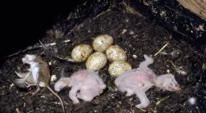 Geuda: Barn Owl Hatchlings