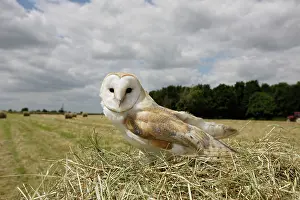 Tyto: Barn owl - in hayfield