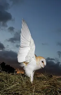 Taking: Barn owl - in hayfield at dusk