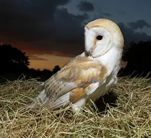 Tyto: Barn owl - in hayfield at dusk