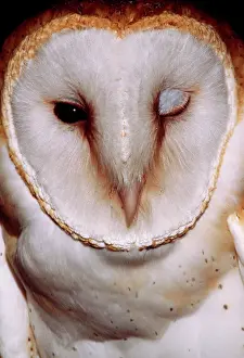 Winking: Barn OWL - Head, one eye shut, winking'