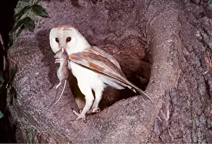 Kill: BARN OWL - holding mouse in beak, near tree hollow