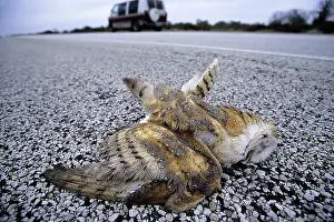 Roadkill: Barn Owl - killed by passing cars - roadkill