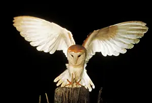 Supernatural: Barn OWL - landing