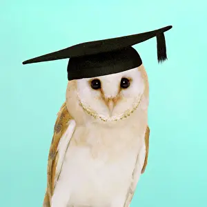 Boards: Barn Owl - in mortar board