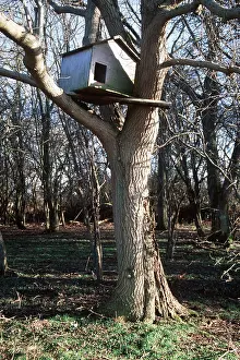 Boxes: BARN OWL - nest box in tree