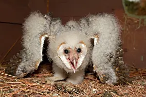 Tyto: Barn Owl owlet