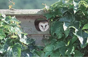 Boxes: BARN OWL - peering out through hole in nest box