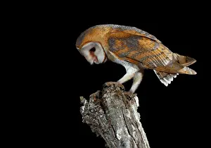 Mario Cea: Barn Owl perched on branch at night