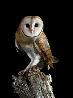 Mario Cea: Barn Owl perched on branch at night