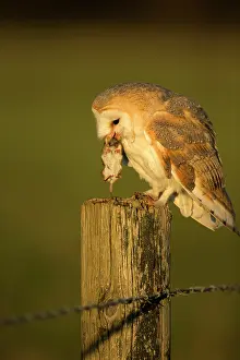 Brids: Barn Owl perched on fencepost with prey Suffolk, UK