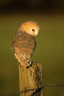 Brids: Barn Owl perched on fencepost Suffolk, UK
