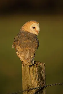 Brids: Barn Owl perched on fencepost Suffolk, UK