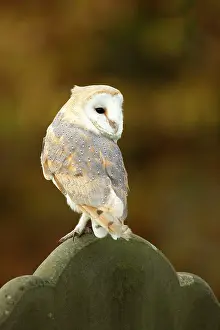 Churchyard: Barn Owl perched on gravestone in churchyard