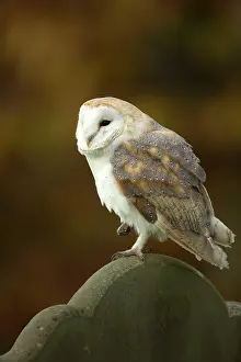 Churchyard: Barn Owl perched on gravestone in churchyard