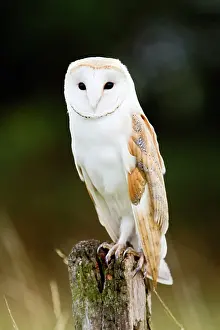 Brian Bevan: Barn Owl - perched on old post - controlled conditions