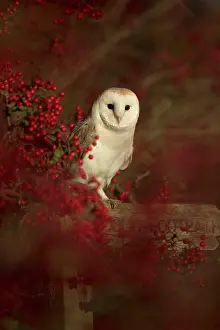 Brids: Barn Owl perched on Public Footpath signpost in