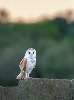 170821: Barn Owl perched on wall - Norfolk UK