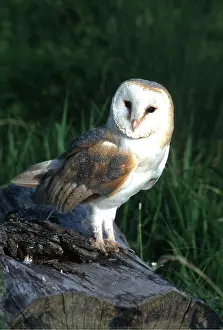 Thoughtful: BARN OWL - perching on log