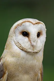 160517: Barn owl portrait Germany