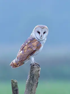Alba: Barn Owl on Post