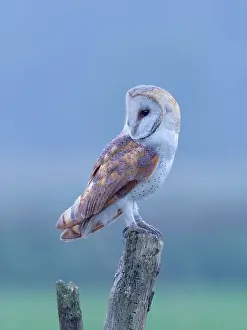 Alba: Barn Owl on Post