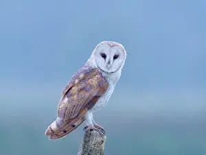 Alba: Barn Owl on Post
