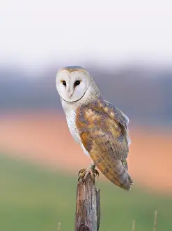 Alba: Barn owl - on post