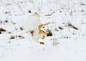 Pouncing: Barn Owl - pouncing in snow covered meadow