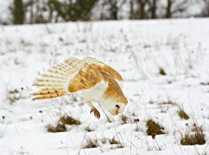 Pouncing: Barn Owl - pouncing in snow covered meadow