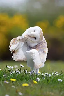 Alba: Barn Owl - preening