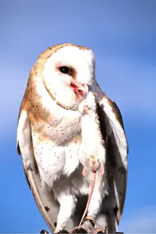 Kill: BARN OWL - and prey in beak
