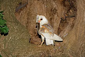 Voles: Barn Owl - With prey at nest hole in oak tree