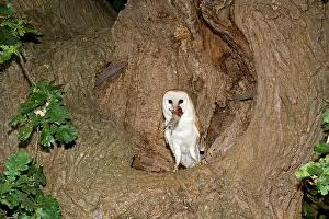 Voles: Barn Owl - With prey short-tailed vole at nest