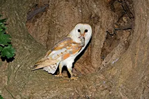 Voles: Barn Owl - With prey shrew in nest hole in oak tree
