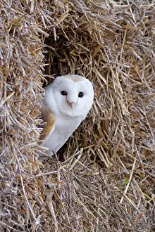 Haystack: Barn Owl - resting amongst some bales of hay - November