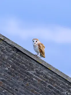 Geoff Du Feu: Barn Owl on roof of farm building